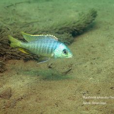 Mylochromis sphaerodon
