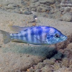 Mylochromis mola