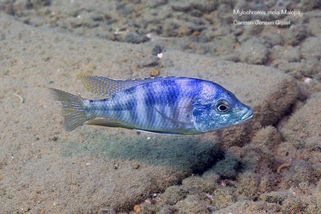 Mylochromis mola