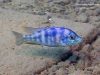 Mylochromis mola