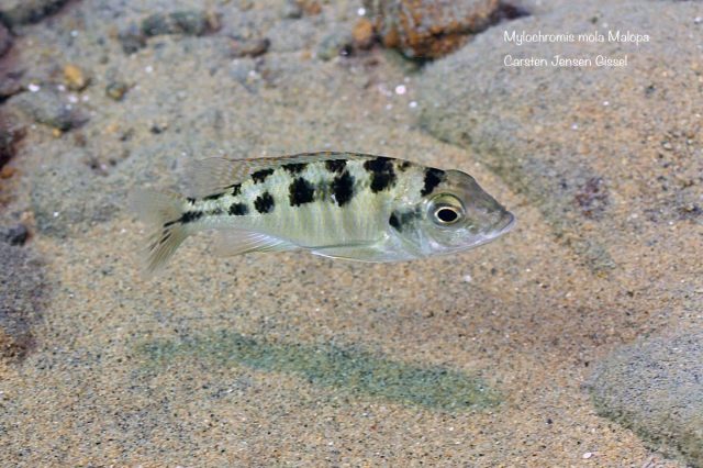 Mylochromis mola Malopa (samice)
