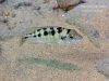Mylochromis mola Malopa (samice)