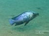 Fossorochromis rostratus (samec)