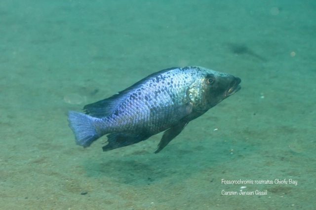 Fossorochromis rostratus (samec)