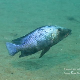 Fossorochromis rostratus