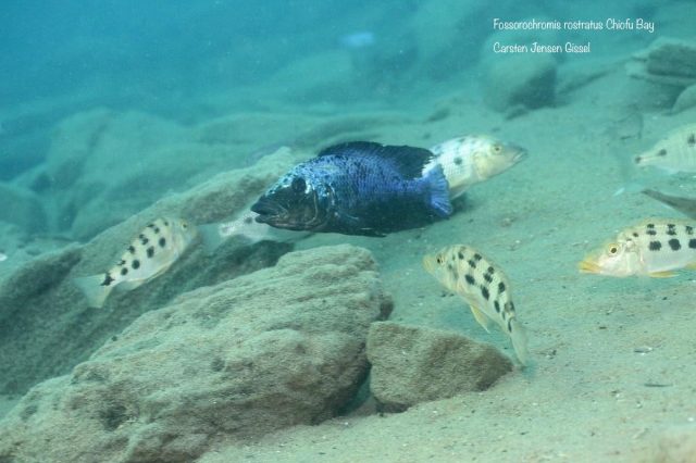 Fossorochromis rostratus (samec a samice)