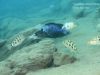 Fossorochromis rostratus (samec a samice)