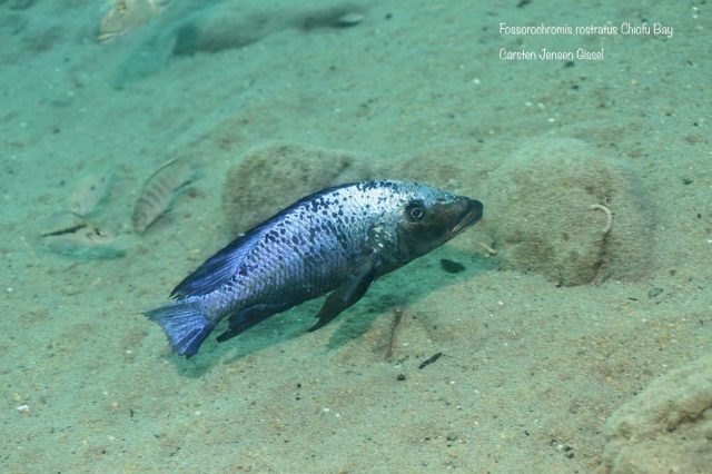 Fossorochromis rostratus (samec)