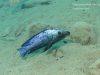 Fossorochromis rostratus (samec)