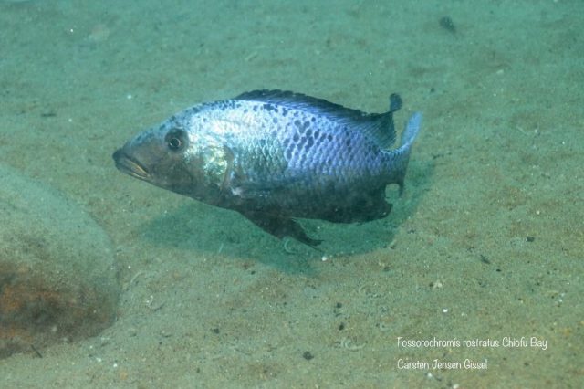 Fossorochromis rostratus (samec)