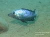Fossorochromis rostratus (samec)
