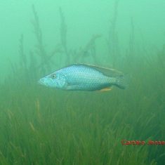Dimidiochromis compressiceps