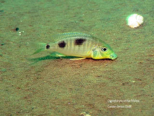 Ctenopharynx nitidus