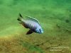 Copadichromis atripinnis