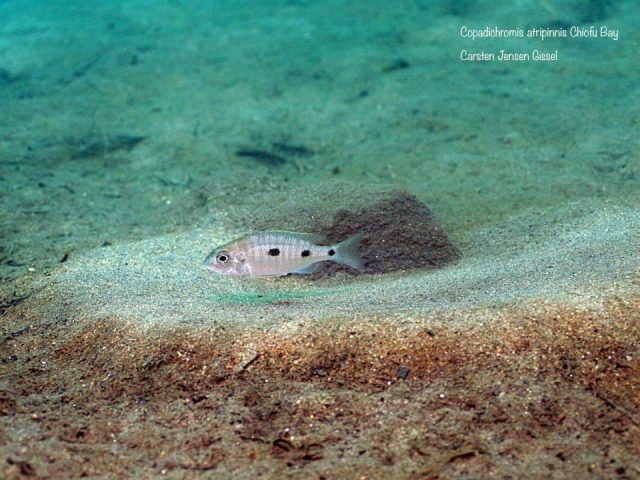 Copadichromis atripinnis Chiofu Bay (samice)