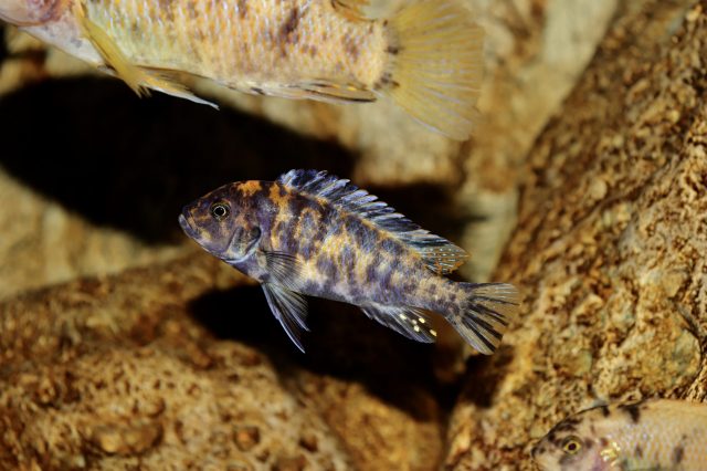 Metriaclima estherae Minos Reef (MC samec)