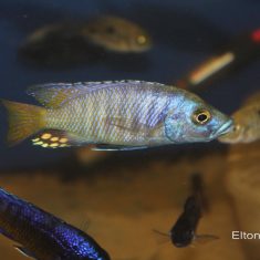 Otopharynx antron