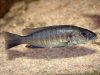 Sciaenochromis fryeri (samice)