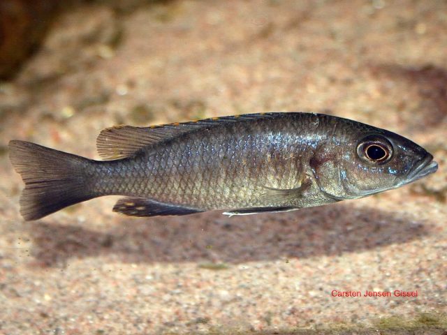 Sciaenochromis fryeri (samice)