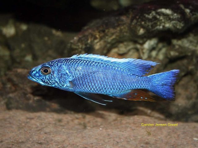 Sciaenochromis fryeri