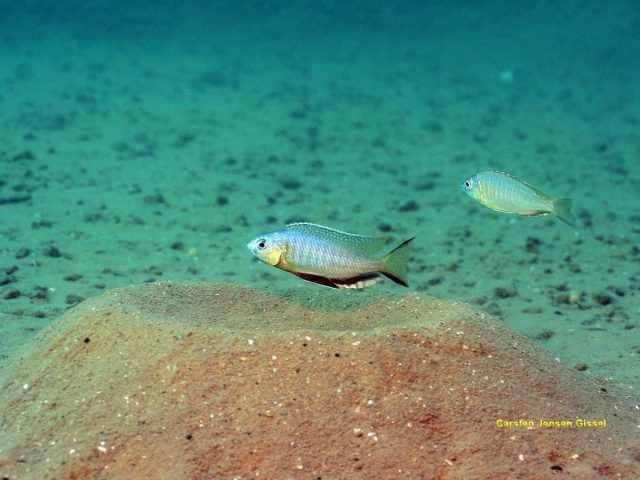 Nyassachromis microcephalus