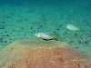 Nyassachromis microcephalus
