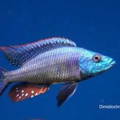 Dimidiochromis strigatus