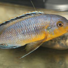 Petrotilapia genalutea