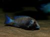 Placidochromis sp. 'phenochilus gissel' (samice)