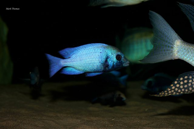 Placidochromis sp. 'phenochilus gissel' (samec)