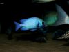 Placidochromis sp. 'phenochilus gissel' (samec)