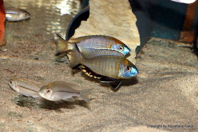 Nyassachromis prostoma (samec a samice)