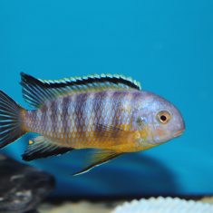 Tropheops gracilior