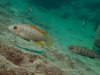 Metriaclima greshakei (samice)