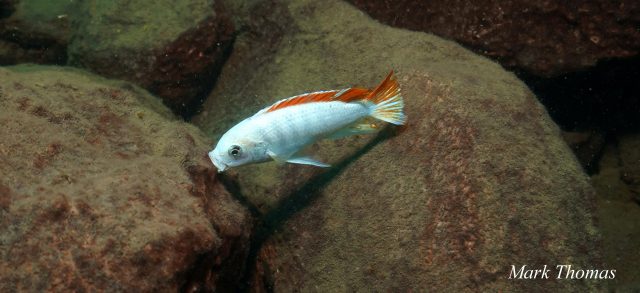 Metriaclima greshakei