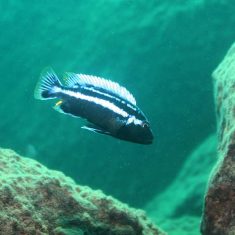 Melanochromis heterochromis
