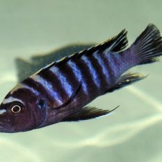 Cynotilapia zebroides