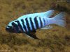 Metriaclima tarakiki Higga Reef (samec)