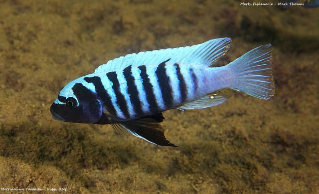 Metriaclima tarakiki Higga Reef (samec)