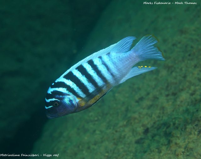 Metriaclima fainzilberi Higga Reef (samec)