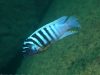 Metriaclima fainzilberi Higga Reef (samec)