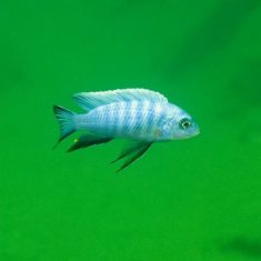 Cynotilapia axelrodi
