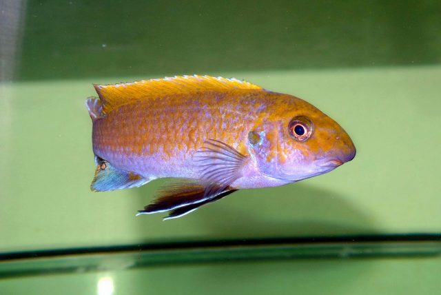 Labeotropheus trewavasae (samec)