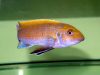 Labeotropheus trewavasae (samec)