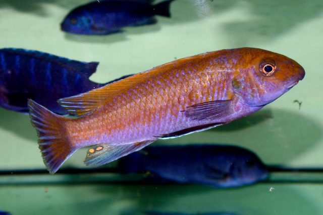 Labeotropheus trewavasae (samec)