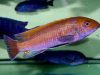 Labeotropheus trewavasae (samec)