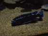 Pseudotropheus interruptus (samec)