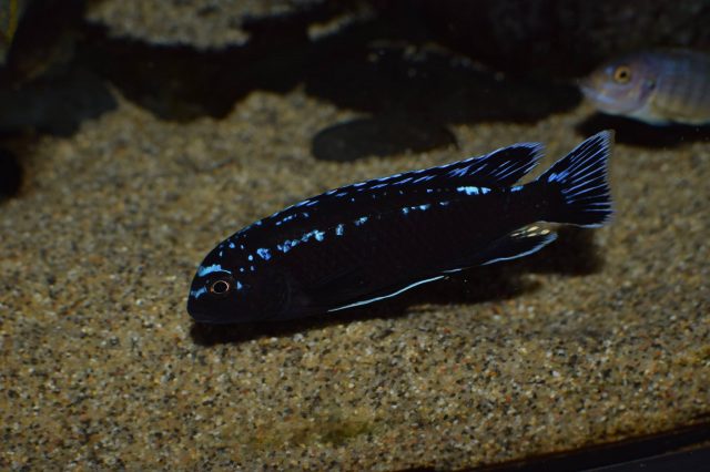 Pseudotropheus interruptus (samec)