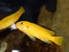 Pseudotropheus interruptus (samice)