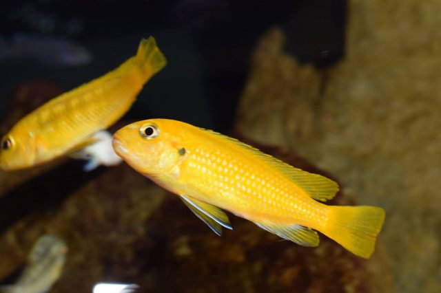 Pseudotropheus interruptus (samice)